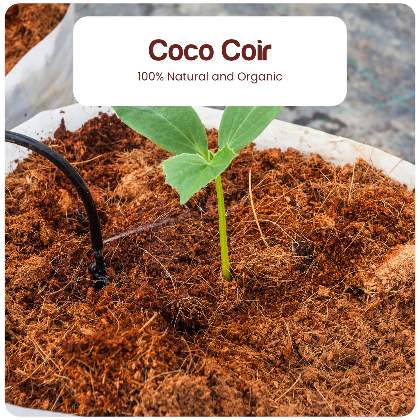 Premium Coco Coir Brick - 10lbs - Expands up to 18~20 Gallons - Eco-Friendly Growing Medium