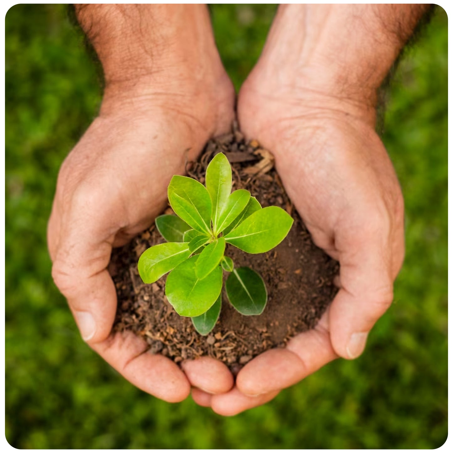 Premium Coco Coir Brick - 10lbs - Expands up to 18~20 Gallons - Eco-Friendly Growing Medium